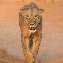8N/9D Big Five Safari-Explore Africa’s Top Wildlife